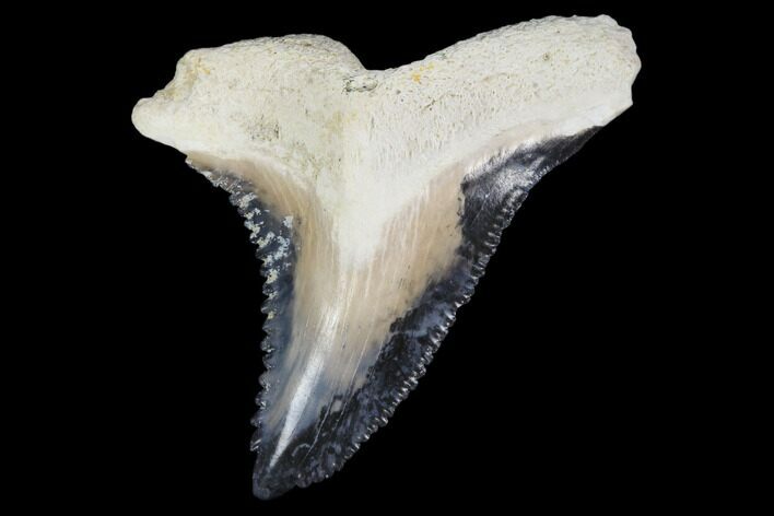 Huge, Fossil Shark Tooth (Hemipristis) - Bone Valley, Florida #113846